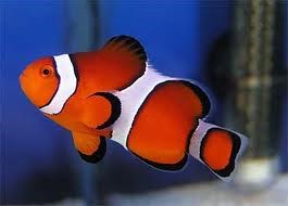 Ocellaris Clownfish