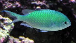 Blue Green Chromis