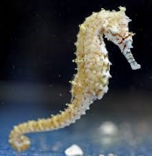 Angustus Seahorse