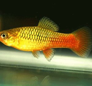 Variatus Platy 3cm