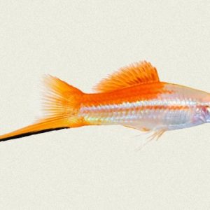 Pineapple Swordtail 5cm