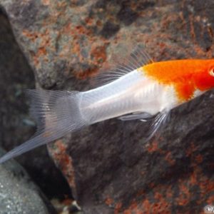 Koi (Santa) Swordtail 5cm