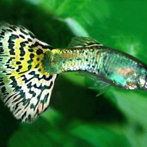 Seven Colour Platinum Male Guppy 3cm