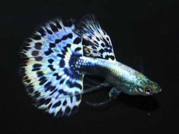 Seven Colour Platinum Male Guppy 3cm