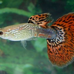 Butterfly Mosaic Male Guppy 3.5cm