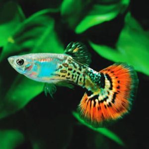 Red Cobra Male Guppy 3cm