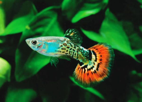 Red Cobra Male Guppy 3cm