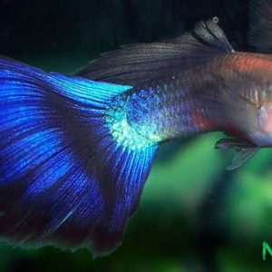 Blue Diamond Male Guppy 3cm