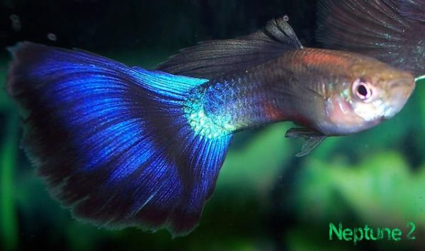 Blue Diamond Male Guppy 3cm