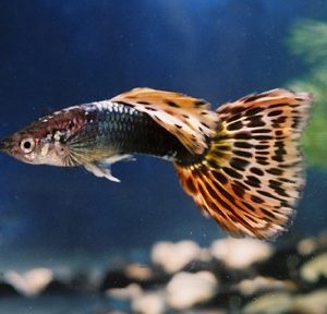 Mosaic Cobra Male Guppy 3cm