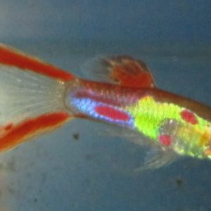 Red Lyretail Endler Guppy 2.5cm