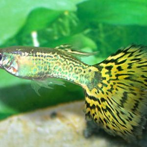 Green Grass Male Guppy 3.5cm