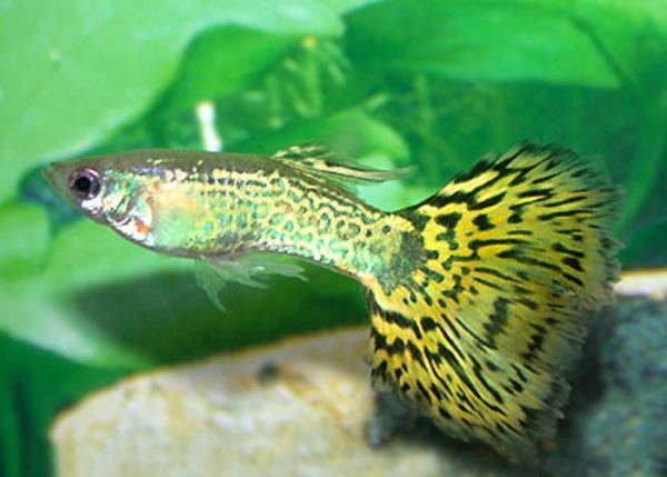 Green Grass Male Guppy 3.5cm