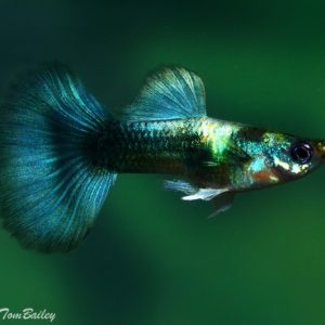 Blue Metallic Male Guppy 3.5cm