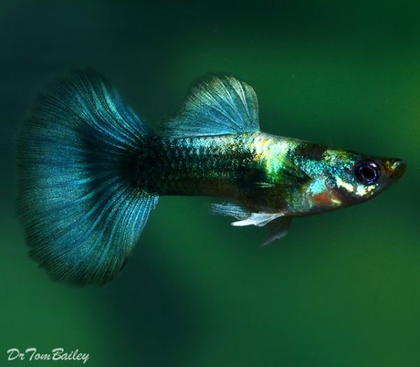 Blue Metallic Male Guppy 3.5cm