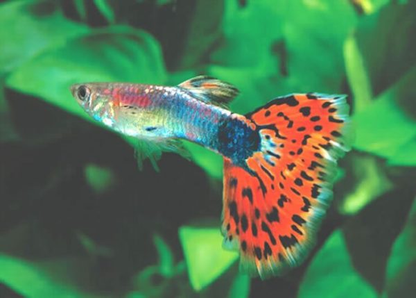 Red Lyretail Endler Guppy 2.5cm