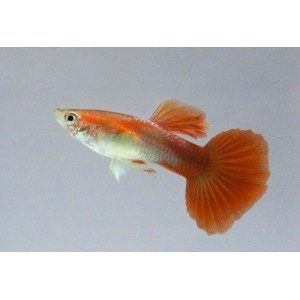 Red Blonde Male Guppy 3.5cm