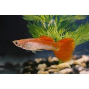 Red Rainbow Male Guppy 3.5cm