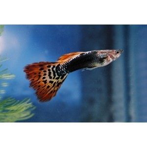 Dragon Head Male Guppy 3.5cm