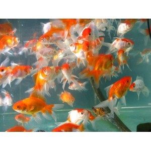 Assorted Fantail 5cm