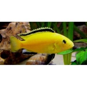 Electric Yellow 4cm