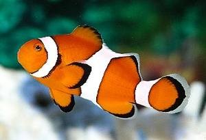 Percula Clownfish