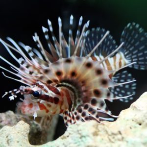 Dwarf Zebra Lionfish