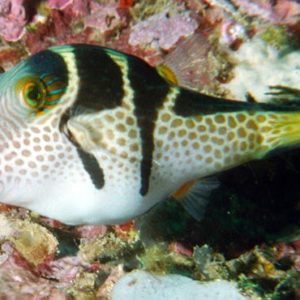 Valentini Puffer