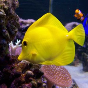 Yellow Tang 5-6cm