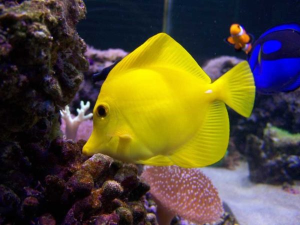 Yellow Tang 5-6cm