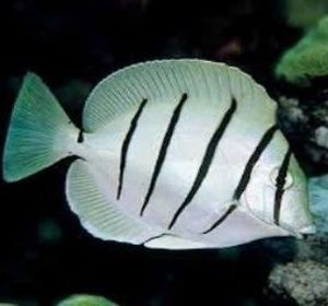 Convict Tang