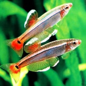 White Cloud Minnow 2-3cm