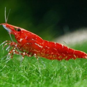 Red Cherry Shrimp 1-1.5cm