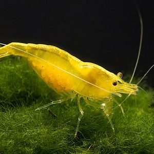 Yellow Cherry Shrimp 1-1.5cm