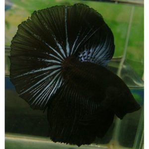 Black Half Moon Male Siamese Fighting Fish 5cm