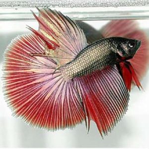 Copper Half Moon Male Siamese Fighting Fish 5cm