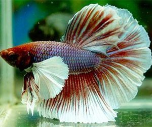 Longfin Elephant Ear Betta