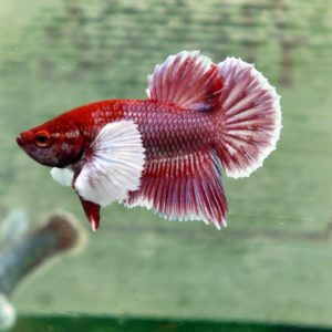 Shortfin Elephant Ear Betta