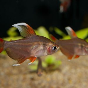 White Fin Ornate Tetra 3cm