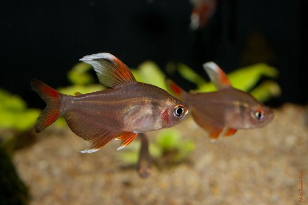 White Fin Ornate Tetra 3cm