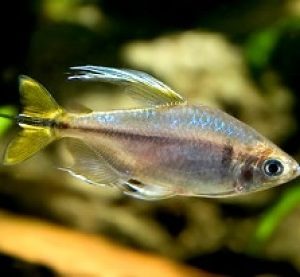 Yellowtail Congo Tetra 4cm