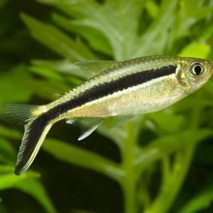 Hockeystick Tetra 2.5cm