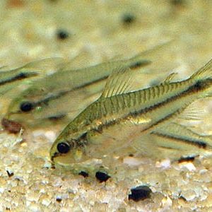 Pygmy Cory 2cm