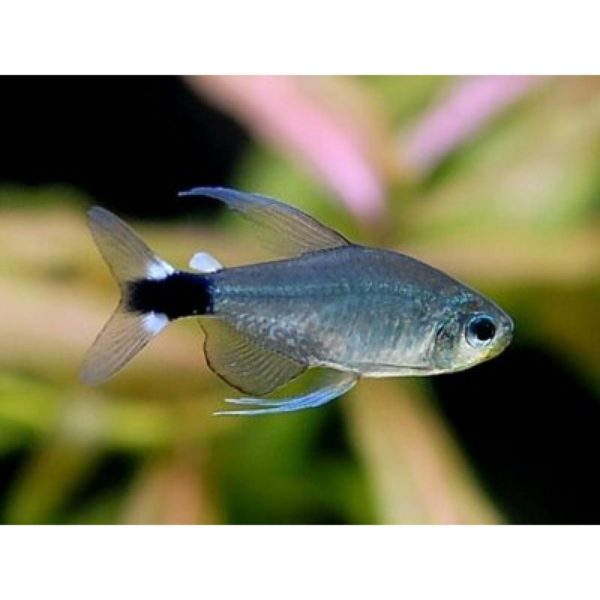 Veilfin Tetra 2-3cm