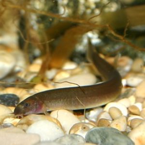 Black Coolie Loaches